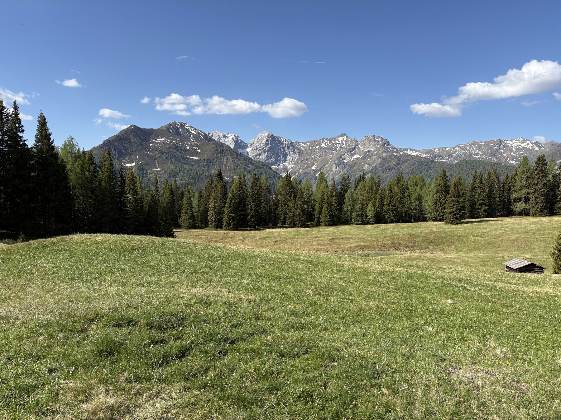 Almwiese mit Gipfelblick