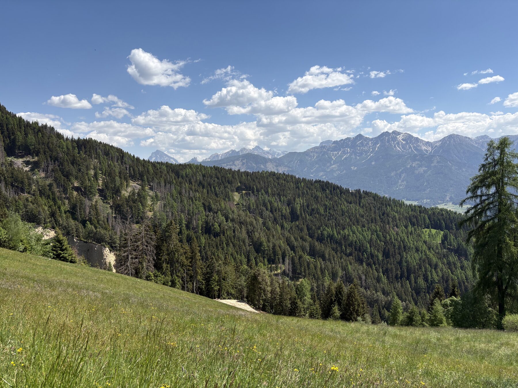 Almwiese mit Talblick