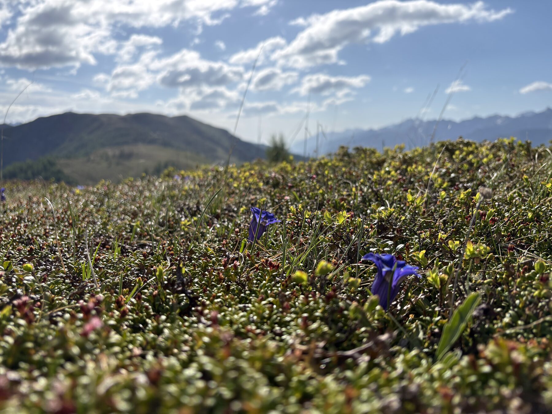 Bunte Bergblumenwiese